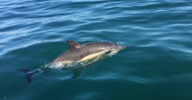 Des dauphins en baie de Morlaix !