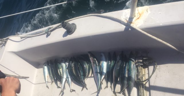 Une très belle journée de pêche en mer