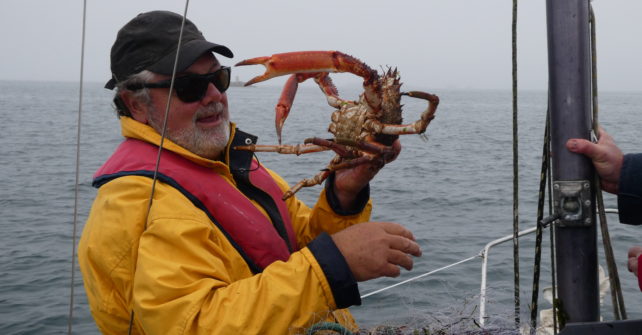 Une belle pêche d’araignées de mer