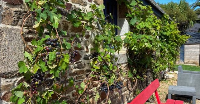 2026,  1ère cuvée du vin de Feunteun Speur ?